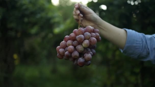 劳动妇女的手拿着一束成熟的粉红色葡萄在葡萄藤上 优质Fullhd影片 — 图库视频影像