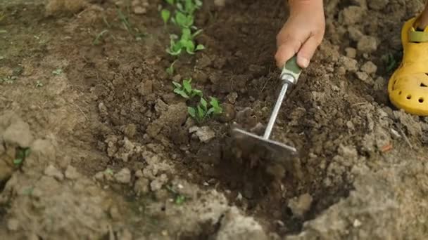 농부는 자신의 거대한 정원에서 잡초를 정원을 고품질 Fullhd — 비디오