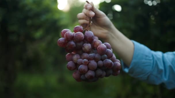 Руки Робочої Жінки Тримають Купу Стиглого Рожевого Винограду Лозі Високоякісні — стокове відео