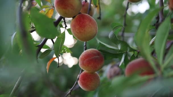 Ramo Árvore Pêssego Com Frutas Suculentas Jardim Closeup Fruta Colorida — Vídeo de Stock