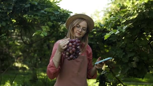 穿着时髦衣服和围裙的年轻女农场主在日落时用电话检查葡萄的成熟度 — 图库视频影像