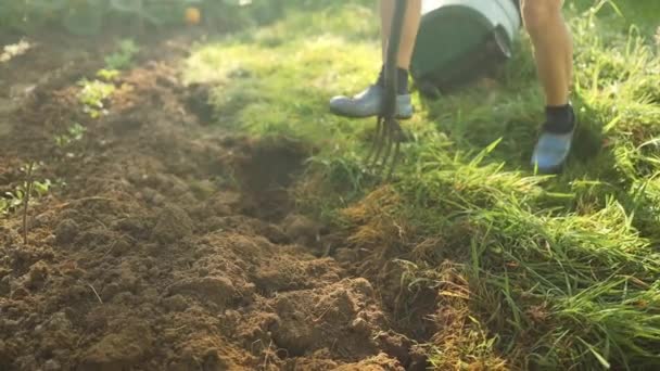 Gardener Digging Out Weeds Pitchfork Garden Allotment Sunset High Quality — Stock Video
