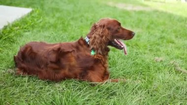 İrlandalı bir Setter köpeği, sahibinin yanında kır yolu boyunca çimenli bir tarlada yatıyor. Yazın yavaş çekimde dilini dışarı çıkarıyor. - Evet. Yüksek kaliteli FullHD görüntüler