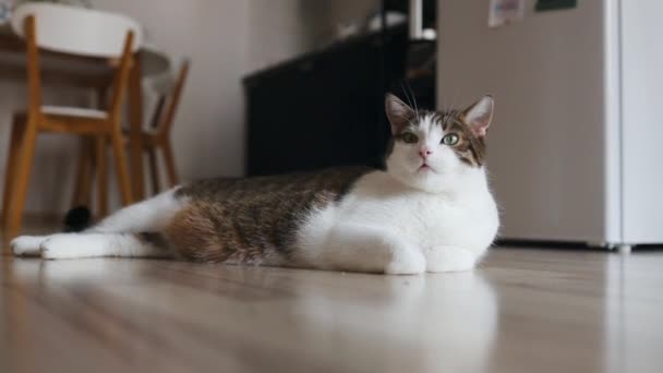 Vacker Katt Ligger Mysigt Vardagsrum Husdjur Hemmet — Stockvideo