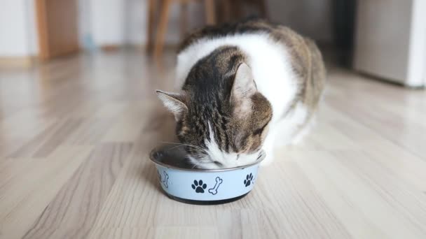 Szczęśliwy Kot Jedzący Suche Jedzenie Kot Podchodzi Jedzenia Zaczyna Jeść — Wideo stockowe
