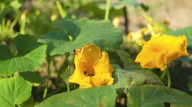 Yazın Hokkaido balkabağı çiçeğinin içindeki bal arıları. Yüksek kaliteli FullHD görüntüler