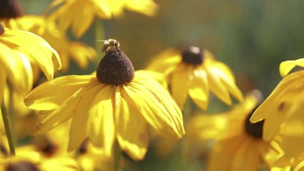 蜜蜂和花朵 靠近一只大的条纹蜜蜂在一朵黄色的花上采蜜 夏天和春天的背景优质Fullhd影片 — 图库视频影像