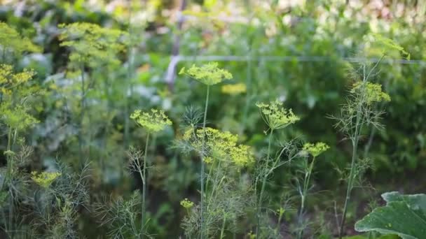Φυτό Κήπου Αρωματικό Άνηθο Ένα Κρεβάτι Στον Κήπο Μεγαλώνει Άνηθος — Αρχείο Βίντεο