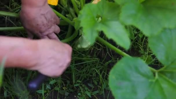 Ein Mann Schneidet Garten Sparquadrate Ein Bauer Erntet Kürbisse Hochwertiges — Stockvideo