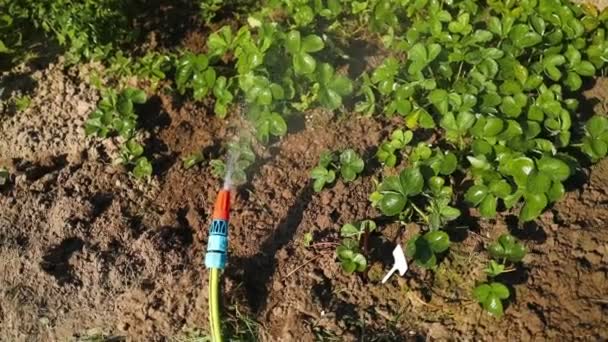 夏天给草莓植物浇水 新鲜的草莓叶配上水滴 日出光 优质Fullhd影片 — 图库视频影像