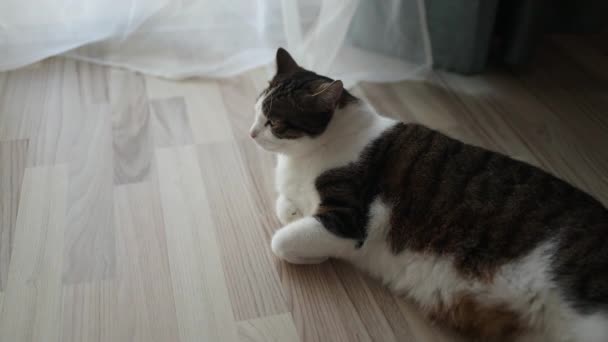 屋内で床に横たわる小さな灰色の子猫 寝ている 側面から側面に回る ペットの生命良質のフルHd映像 — ストック動画