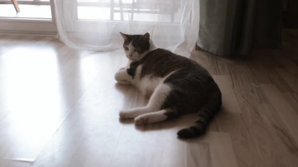 屋内で床に横たわる小さな灰色の子猫 寝ている 側面から側面に回る ペットの生命良質のフルHd映像 — ストック動画