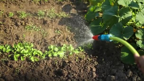 Riego Plantas Verdes Que Crecen Suelo Fértil Jardín Agricultor Vertiendo — Vídeos de Stock