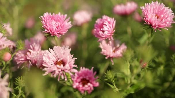 夏日花园的田野 粉色的花朵 背景模糊 阳光柔和 春夏日出下 以柔和的花柱紧闭花朵 优质Fullhd影片 — 图库视频影像