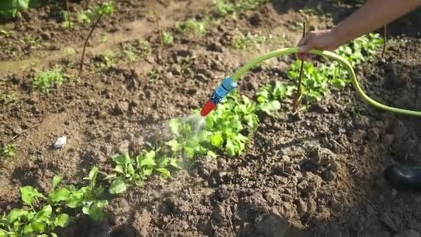 Nerozpoznatelný Muž Zalévající Pomocí Zavlažovací Plechovky Zahradní Koníček Seedling Zalévání — Stock video