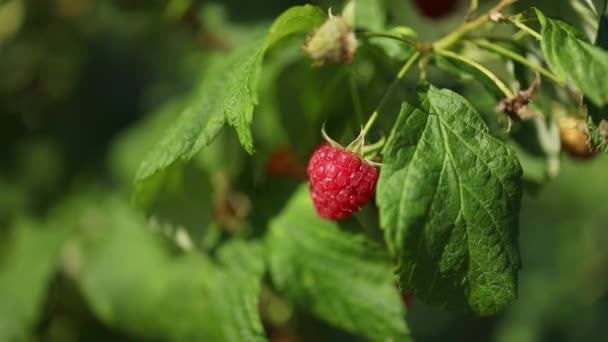 Red Raspberries Close Shallow Depth Field High Quality Fullhd Footage — Stock Video
