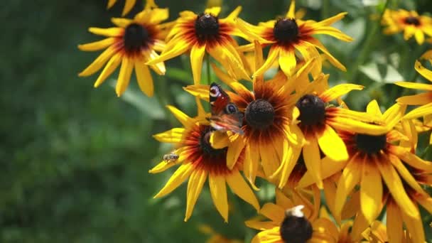 Páva Pillangó Egy Sárga Echinacea Virágon Nektárt Eszik Sárga Echinacea — Stock videók