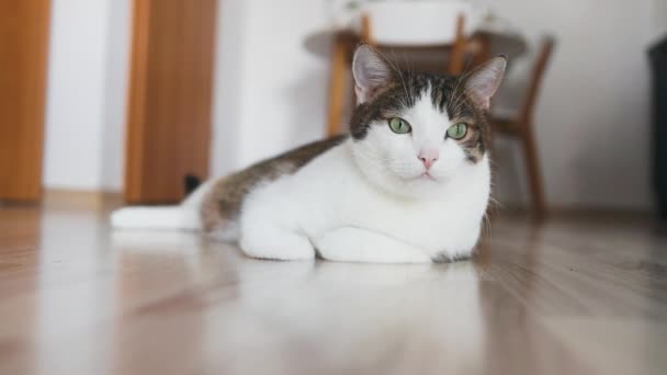 一只漂亮的猫躺在舒适的客厅里 家中的家畜 — 图库视频影像