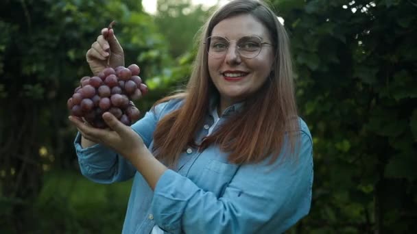 Běloška Zemědělkyně Kontroluje Kvalitu Hroznů Pro Výrobu Vína Během Období — Stock video