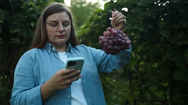 Mulher Agricultora Caucasiana Usando Aplicativo Telefone Verificando Qualidade Das Uvas — Vídeo de Stock