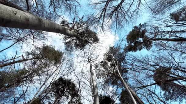 Patrząc Pokryte Śniegiem Wysokie Wierzchołki Drzew Mnóstwem Gałęzi Gałązek — Wideo stockowe