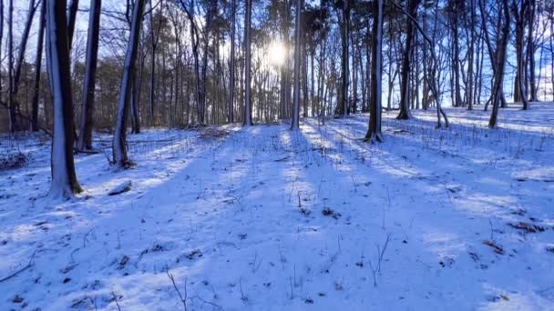 美しい冬の風景 通路と北の太陽が統合された森で 高品質のフルHd映像 — ストック動画