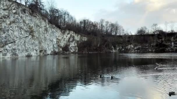 鸭子和天鹅在冬天的池塘里游泳 鸭子在湖上游泳 一群鸭子准备飞往温暖的国度 野鸭在温暖的池塘里过冬 优质Fullhd影片 — 图库视频影像