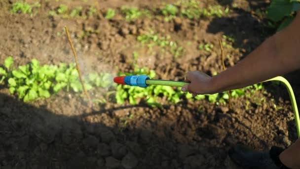 水を使った見知らぬ男はできる ガーデニング趣味コンセプト 土の中のシードリングウォーター 夏の庭で晴れた日に新しい芽に落ちる水滴 — ストック動画