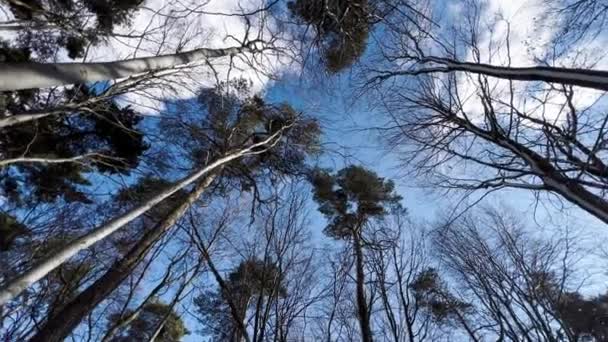 Вид Сверху Заснеженные Деревья Высококачественные Fullhd Кадры — стоковое видео