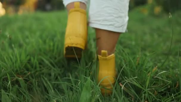 黄色いブーツの農民女性の足の背景は 日没時に小麦の緑の畑を歩いています ビジネス農業コンセプト 高品質のフルHd映像 — ストック動画