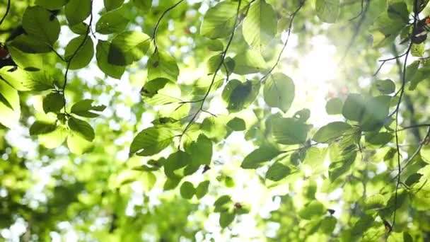 Gros Plan Soleil Brille Travers Les Feuilles Arbre Green Leaf — Video