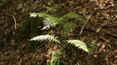 Doğada çok güzel eğreltiotu yaprağı dokusu var. Doğal eğrelti otları arka planı bulanıklaştırır. Eğreltiotu yaprakları. Ormandaki eğreltiotu bitkileri. Arka plan doğa konsepti. Yüksek kaliteli FullHD görüntüler
