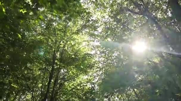 Sommer Konzept Der Abstrakten Verschwommenen Hintergrund Sonne Dringt Durch Das — Stockvideo
