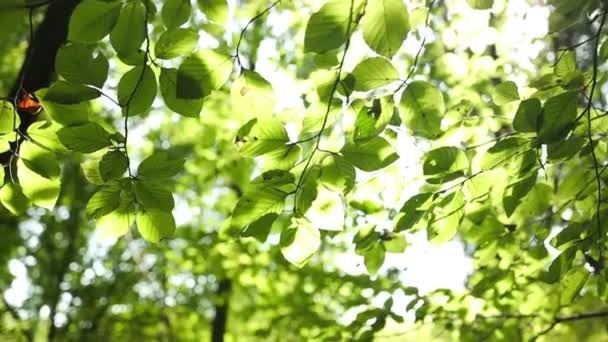 木の葉を通して太陽の近くに輝く 夏の日の太陽の緑の葉のマクロはフレアの背景が付いているぼやけた抽象的なボケに光ります バックライトの空 日光レンズフレア 自然に 高品質で — ストック動画