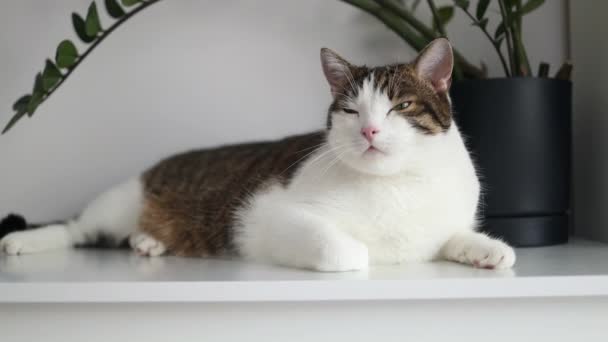 可爱的胖胖的猫躺在白色的抽屉盒上 有趣的家宠物 放松和舒适幸福的概念 做个好梦优质Fullhd影片 — 图库视频影像