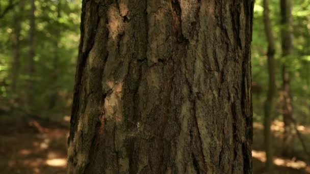 Zobacz Widok Dużą Sosnę Lesie Korony Drzew Jasnymi Porannymi Promieniami — Wideo stockowe
