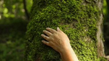 Yaşlı kadın parmakları yeşil yosunlarla kaplı ağaç kabuğuna nazikçe dokunur. Gezegen kaydediliyor, yeşil nesil z çevre bilinci. 