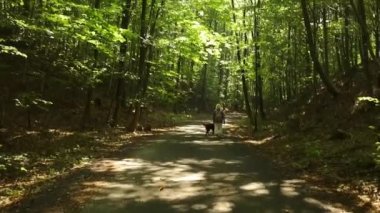 Üst düzey güzel bir kadın safkan bir İrlandalı Setter köpeği ile ormanda yürüyor. Kamp, seyahat, yürüyüş yüksek kalite FullHD görüntüler.