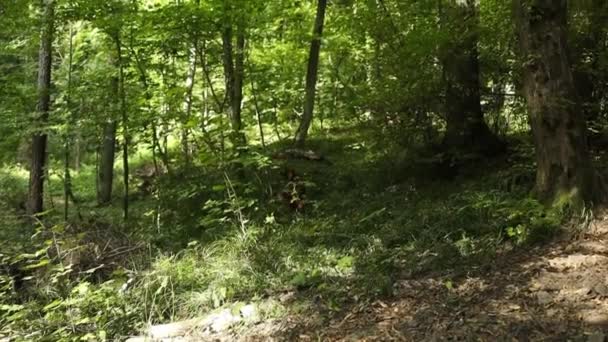 金毛猎犬穿过森林小径朝摄像机跑去 优质Fullhd影片 — 图库视频影像