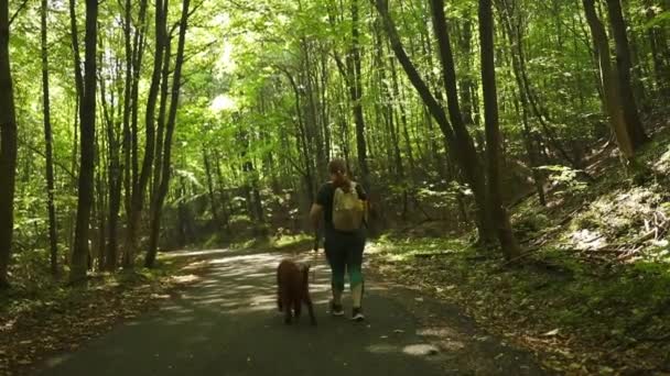 森の中を歩くアイルランドのセター犬と一緒に失われた女性 夏の季節に森でハイキング 高品質のフルHd映像 — ストック動画