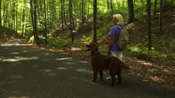 シニアの美しい女性は 森の中を歩いているピューレッドアイルランドのセッター犬と歩きます キャンプ ハイキング 高品質のフルHd映像 — ストック動画