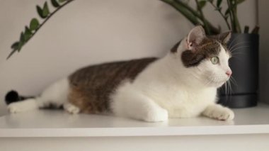Beyaz çekmecelerin üzerine uzanmış sevimli tekir kedi. Komik ev hayvanı. Rahatlama ve rahatlama kavramı. Tatlı rüyalar. Yüksek kaliteli FullHD görüntüler