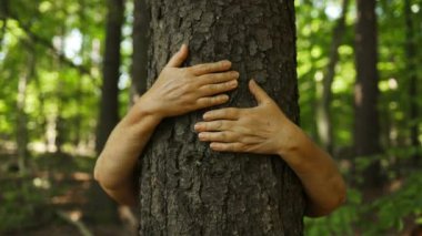 Bir kadın doğa ormanında yeşil bir ağaç gövdesine misk kokusuyla sarılıyor. Ormanların tahrip edilmesinden tasarruf. Korunma. Yüksek kaliteli FullHD görüntüler