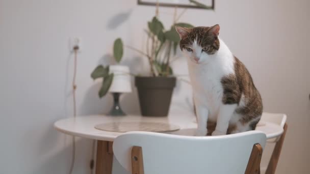 Roztomilý Legrační Kočka Kuchyňského Stolu Rozmazaném Pozadí Vysoce Kvalitní Fullhd — Stock video