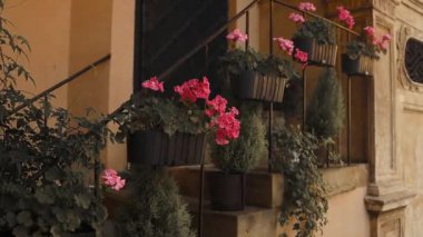 Linum perenne çiçekli somon pembe pelargonyum çiçekleri. Old Town, yaz zamanı. Yüksek kaliteli FullHD görüntüler