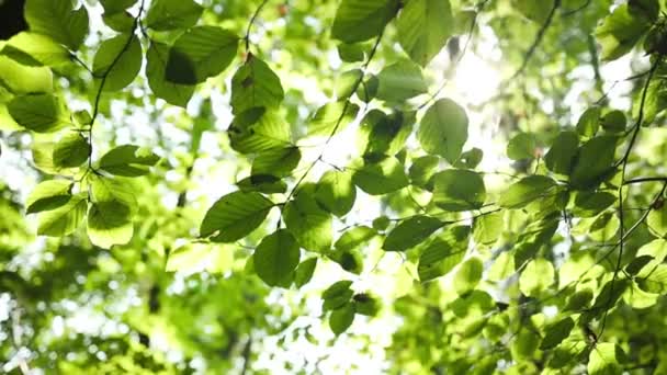 Närbild Solen Lyser Genom Bladen Trädet Grönt Löv Makro Sommar — Stockvideo