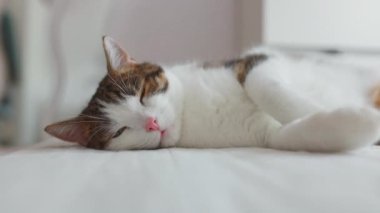 Sıcak kedi yavrusu evdeki bir yatakta battaniyenin üzerinde uyuyor. Sığ odaklanma. Kedi istirahatı yatakta kestiriyor. Sevgililer gününde kedi sevgisi ve arkadaşlık. Rahat bir evcil hayvan, rahat bir evde uyuyor. Yüksek kaliteli FullHD görüntüler