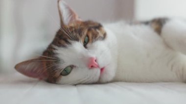 Sıcak kedi yavrusu evdeki bir yatakta battaniyenin üzerinde uyuyor. Sığ odaklanma. Kedi istirahatı yatakta kestiriyor. Sevgililer gününde kedi sevgisi ve arkadaşlık. Rahat bir evcil hayvan, rahat bir evde uyuyor. Yüksek kaliteli FullHD görüntüler