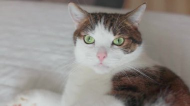 Mutlu gri pofuduk şişman kedinin ön görüntüsü oturma odasındaki yatakta kürk beyazı bir battaniyenin üzerinde seçici bir odak noktası olarak yatıyor. Soğuk sonbahar ya da kış hafta sonu 