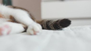 Kızgın kedi yatağın kenarına uzanmış kuyruğunu sallıyor. Yüksek kaliteli FullHD görüntüler